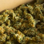 The Most Influential Cannabis Strains Of All Time
