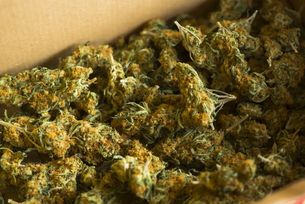 You are currently viewing The Most Influential Cannabis Strains Of All Time