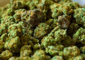 Buy Cinex Weed Strain