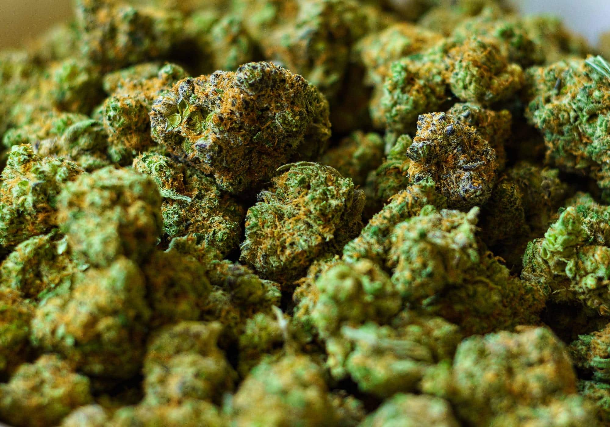 Buy Cinex Weed Strain