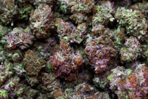 Cookies Weed Strains