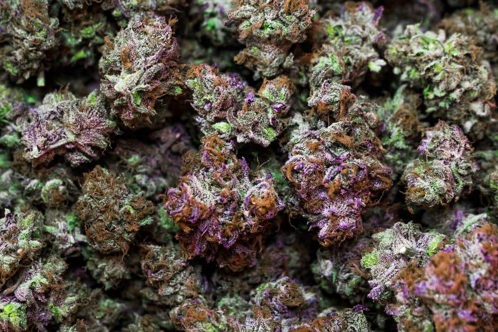 Cookies Weed Strains
