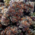 Exotic Weed Strains Explained: Genetics, Terpenes, And Market Demand
