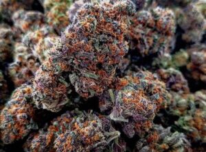 Exotic Weed Strains Explained: Genetics, Terpenes, And Market Demand
