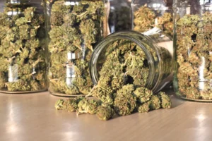 The Future Of Cannabis Wellness: Trends Shaping The Next Generation Of Products