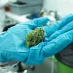 How Cannabinoid Innovation Is Transforming The Wellness Industry
