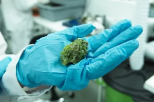 How Cannabinoid Innovation Is Transforming The Wellness Industry