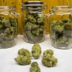 How Cannabis Breeders Create New Strains