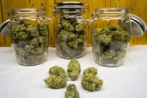 Read more about the article How Cannabis Breeders Create New Strains