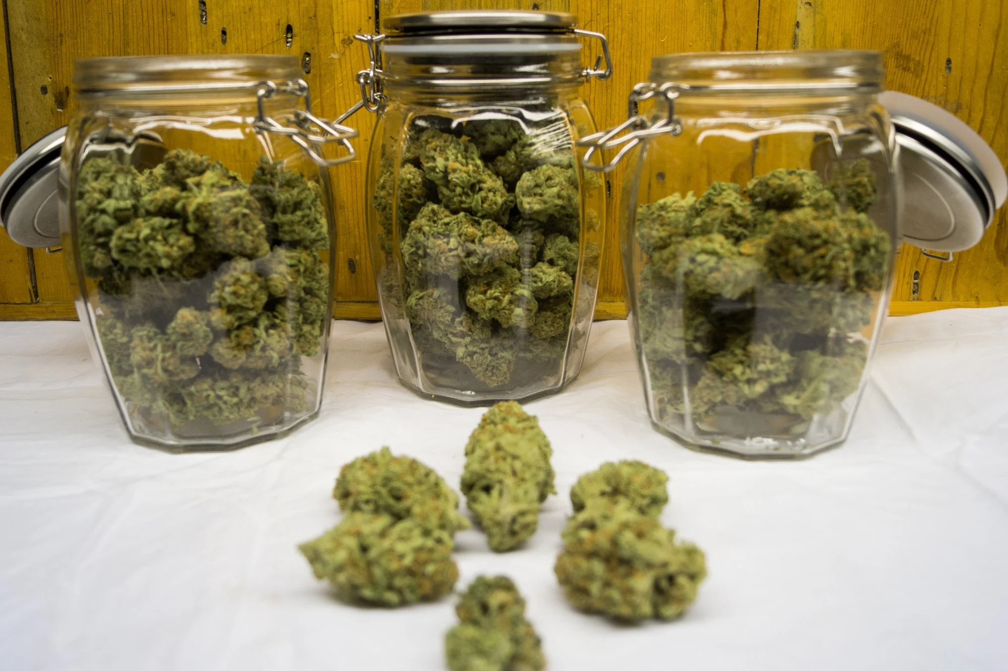 You are currently viewing How Cannabis Breeders Create New Strains