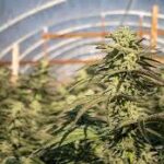 How Cannabis Communities Are Shaping Modern Culture