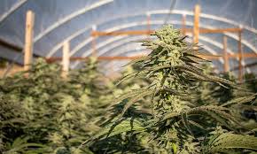 How Cannabis Communities Are Shaping Modern Culture