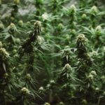 How Cannabis Cultivation Has Evolved Over The Last Decade