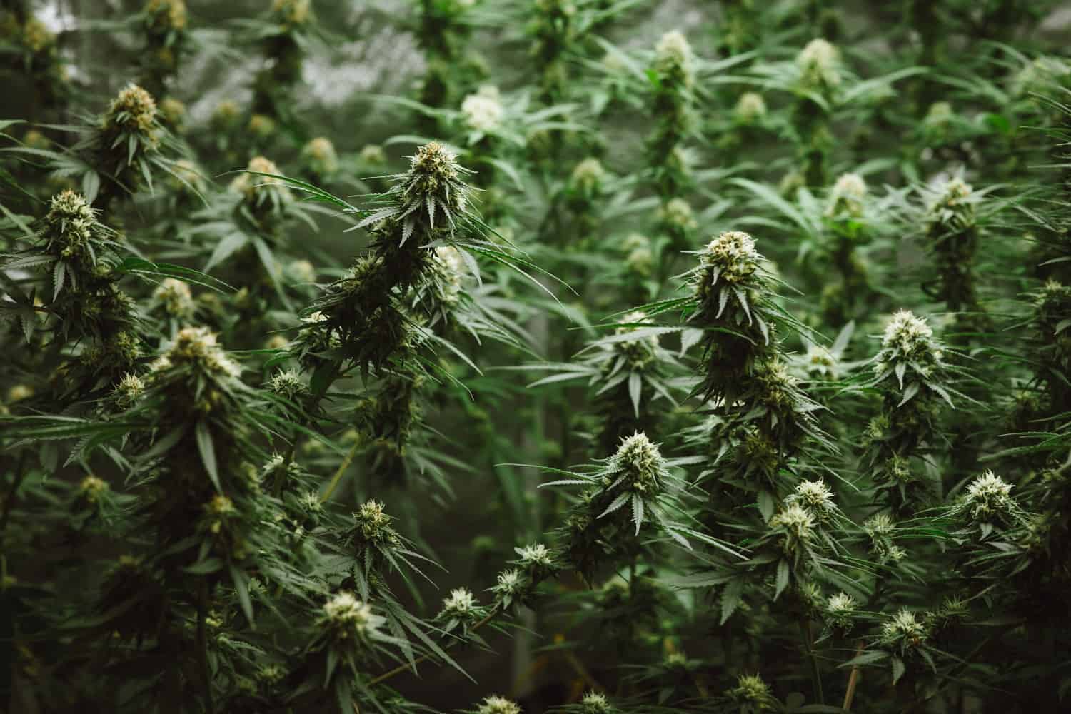 You are currently viewing How Cannabis Cultivation Has Evolved Over The Last Decade