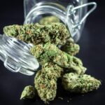 How Cannabis Genetics Became One Of The Most Valuable Assets In The Industry