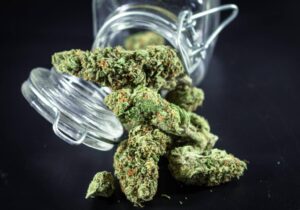 Read more about the article How Cannabis Genetics Became One Of The Most Valuable Assets In The Industry