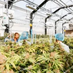 How Cannabis Is Influencing Modern Design And Creative Culture