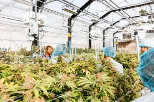 How Cannabis Is Influencing Modern Design And Creative Culture