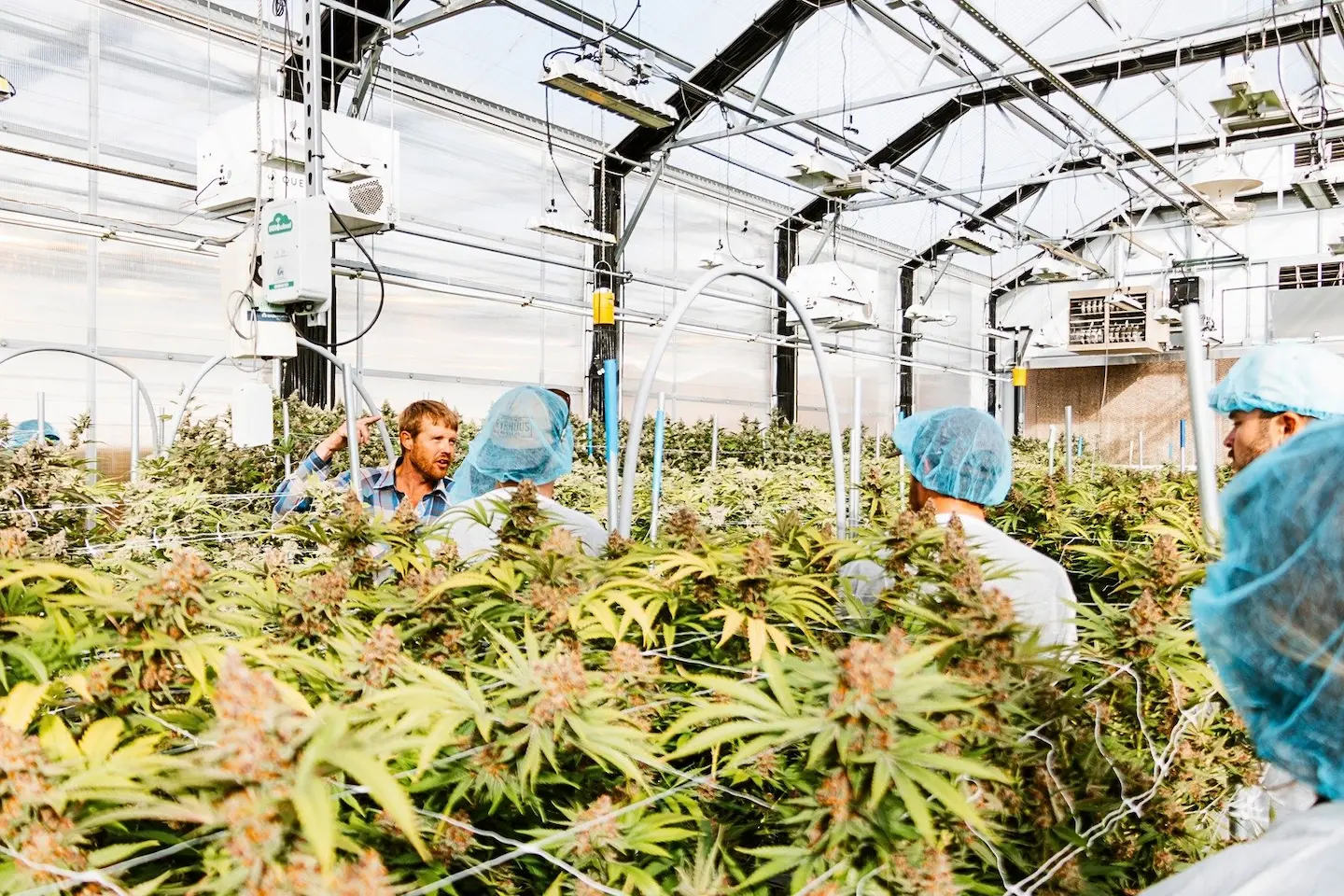 You are currently viewing How Cannabis Is Influencing Modern Design And Creative Culture