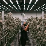 How Premium Cannabis Brands Build Their Reputation