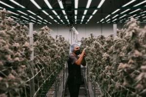 How Premium Cannabis Brands Build Their Reputation