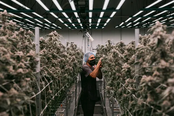 You are currently viewing How Premium Cannabis Brands Build Their Reputation