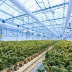 How Technology Is Revolutionizing Cannabis Production