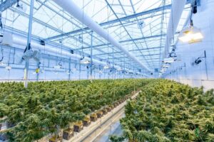 Read more about the article How Technology Is Revolutionizing Cannabis Production