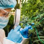 How Terpenes Influence Cannabis Characteristics And Consumer Preferences