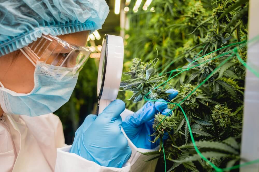 You are currently viewing How Terpenes Influence Cannabis Characteristics And Consumer Preferences