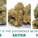 Indica, Sativa, And Hybrid: Why Modern Cannabis Classification Is Evolving