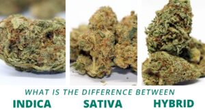 Read more about the article Indica, Sativa, And Hybrid: Why Modern Cannabis Classification Is Evolving