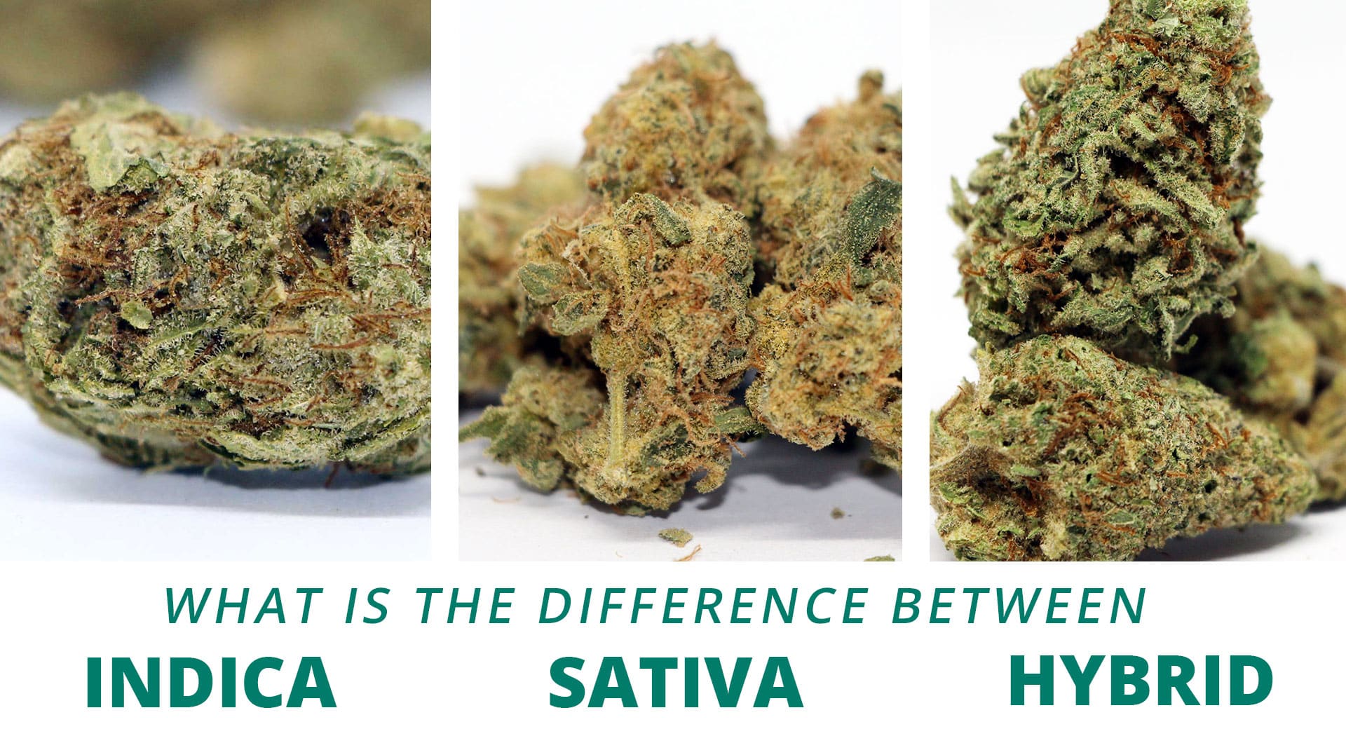 You are currently viewing Indica, Sativa, And Hybrid: Why Modern Cannabis Classification Is Evolving
