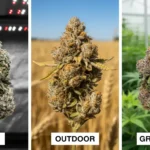Indoor vs Outdoor vs Greenhouse Cannabis: Understanding The Differences