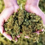 Innovation And The Next Generation Of THC Products