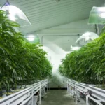 Inside The World’s Most Innovative Cannabis Experiences
