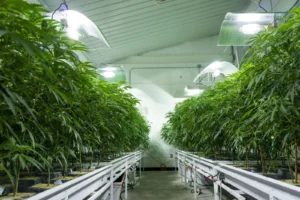 Read more about the article Inside The World’s Most Innovative Cannabis Experiences
