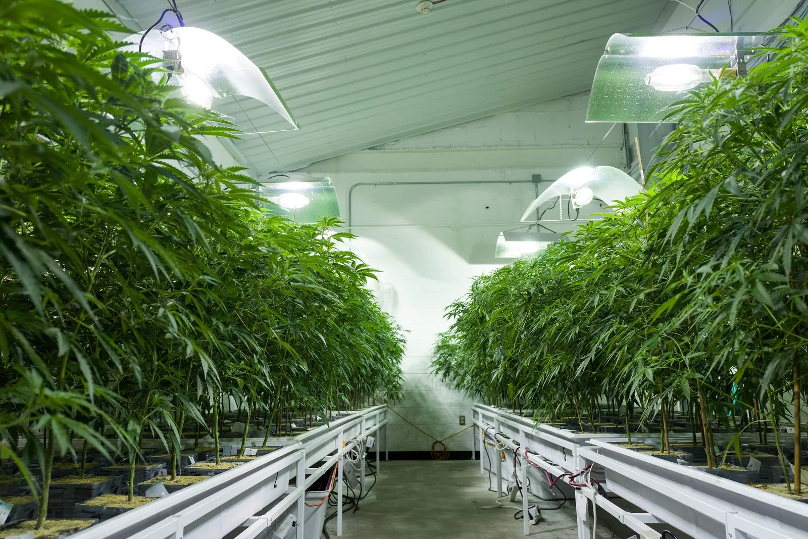 You are currently viewing Inside The World’s Most Innovative Cannabis Experiences