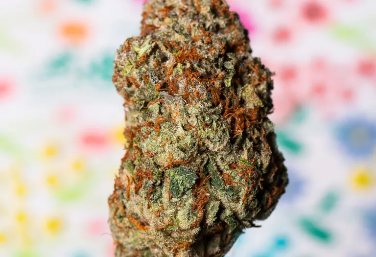 Buy Oreoz Weed Strain