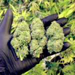 What Makes A Cannabis Strain Premium? Understanding Quality Beyond THC