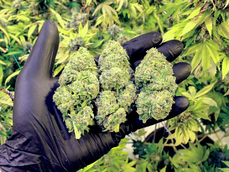 You are currently viewing What Makes A Cannabis Strain Premium? Understanding Quality Beyond THC