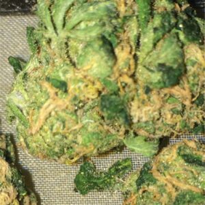 Buy Sour Tsunami Weed Strain