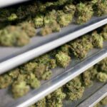 The Evolution Of Cannabis Culture In The Digital Era
