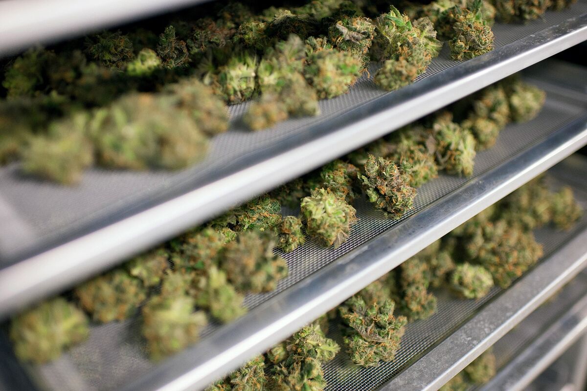 You are currently viewing The Evolution Of Cannabis Culture In The Digital Era