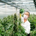 The Evolution Of THC: From Ancient Plant Compound To Global Industry Driver