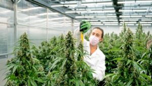 The Evolution Of THC: From Ancient Plant Compound To Global Industry Driver