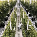 The Future Of Cannabis Strain Development