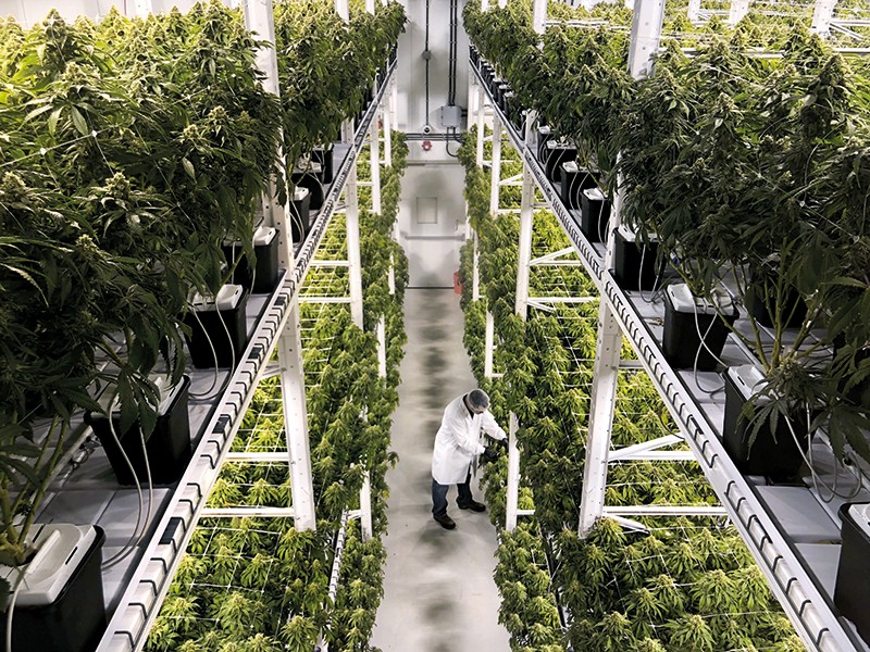 You are currently viewing The Future Of Cannabis Strain Development