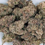 The Global Evolution Of Cannabis Genetics