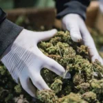 The Global Expansion Of THC Markets